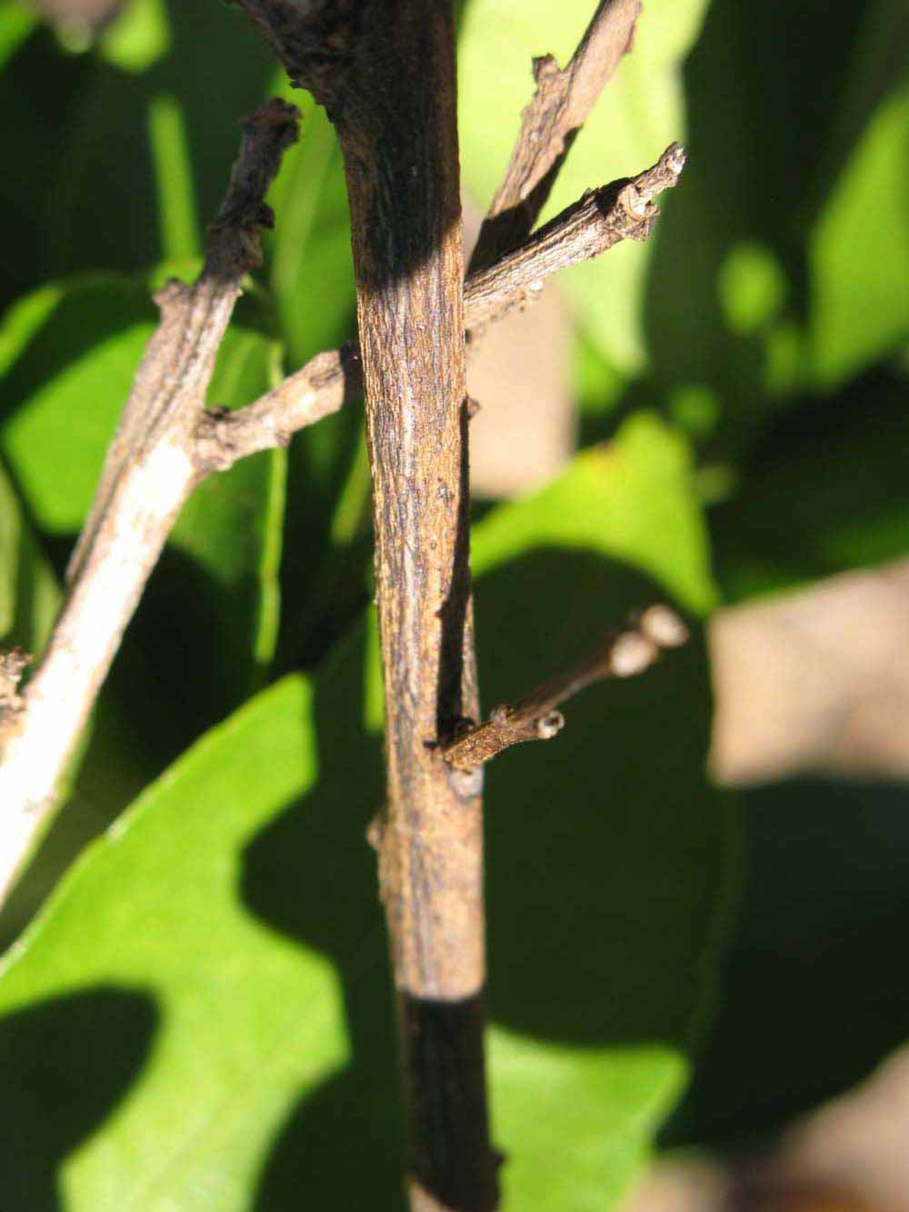              Second - third year twig (Winter Haven, FL)       